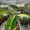 Alocasia Micholitziana 'Frydek' Variegated