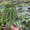 Anthurium Crystallinum