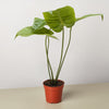 Anthurium 'Veitchii'