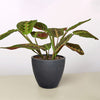 Maranta 'Red Prayer'
