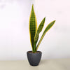 Snake Plant 'Laurentii'