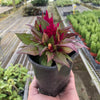 Celosia