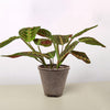 Maranta 'Red Prayer'