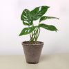 Monstera Adansonii 'Swiss Cheese'