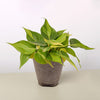 Philodendron 'Brasil'