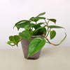 Philodendron Cordatum 'Heartleaf'