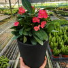 Crown of Thorns