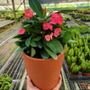 Crown of Thorns
