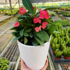 Crown of Thorns