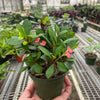 Crown of Thorns