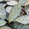 Ctenanthe burle-marxii 'Amagris'