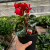 Cyclamen 'Red'