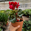 Cyclamen 'Red'
