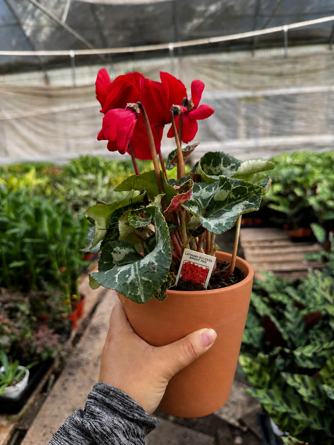 Cyclamen 'Red'