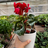 Cyclamen 'Red'