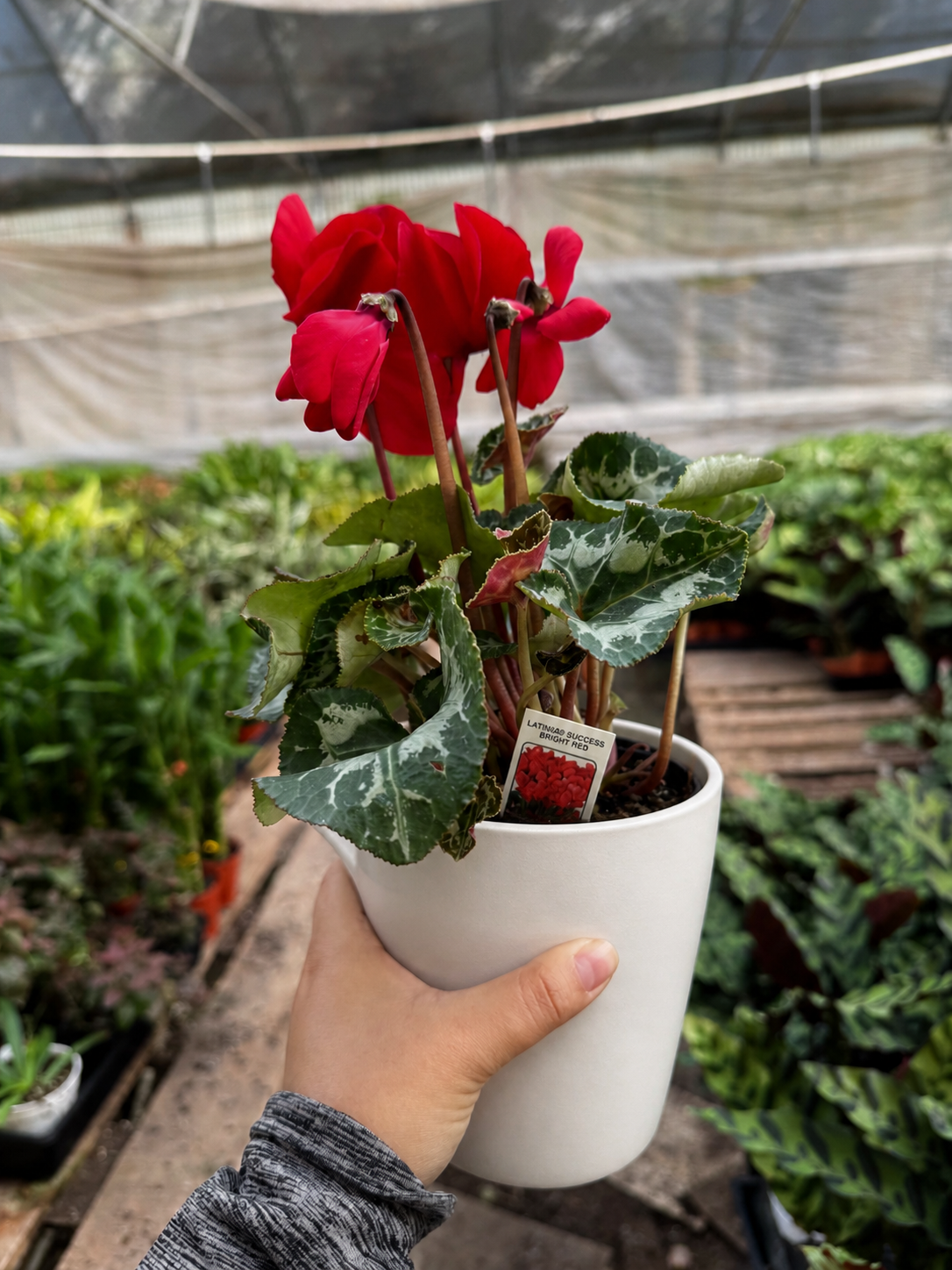 Cyclamen 'Red'