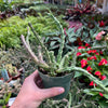 Lifesaver Cactus