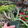 Lifesaver Cactus