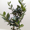 Common Olive Tree (Olea europaea)
