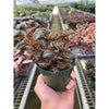 Peperomia 'Metallica'