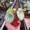 Peperomia 'Watermelon Variegated'