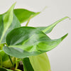 Philodendron 'Brasil'