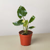 Philodendron Burle Marx Albo