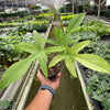 Philodendron 'Florida Ghost'