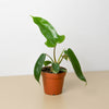 Philodendron 'Florida Green'