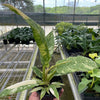 Philodendron 'Variegated Ring of Fire '