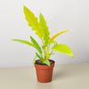 Philodendron 'Golden Ring of Fire'