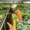 Philodendron 'Strawberry Shake'