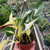Pothos 'Mutant Manjula'