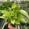 Pothos 'Neon Queen'