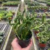 Pothos 'Shangri La'