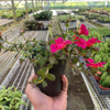 Purslane