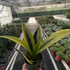 Snake Plant 'Gold Flame'