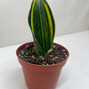 Variegated Shark Fin Snake Plant