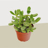Succulent Cotyledon 'Bear Paw'