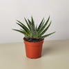 Succulent Gasteria Zimflora