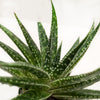 Succulent Gasteria Zimflora