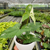 Syngonium 'Albo Variegata'