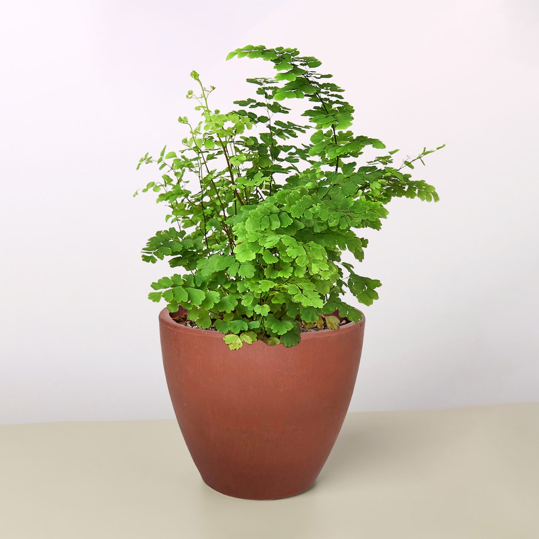 Maidenhair Fern