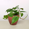 Philodendron Cordatum 'Heartleaf'