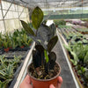 ZZ Zamioculcas 'Black Queen'