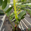 Zamioculcas 'Chameleon'