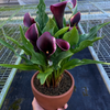 Calla Lily