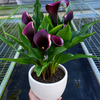 Calla Lily