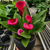 Calla Lily