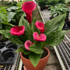 Calla Lily
